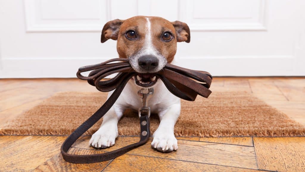 Meilleures laisses de dressage pour chiens
