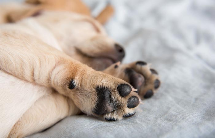 Meilleurs baumes pour pattes