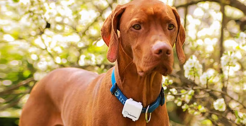 Meilleurs colliers apaisants