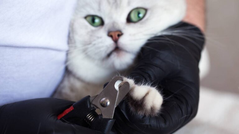 Meilleurs coupe ongles pour chats
