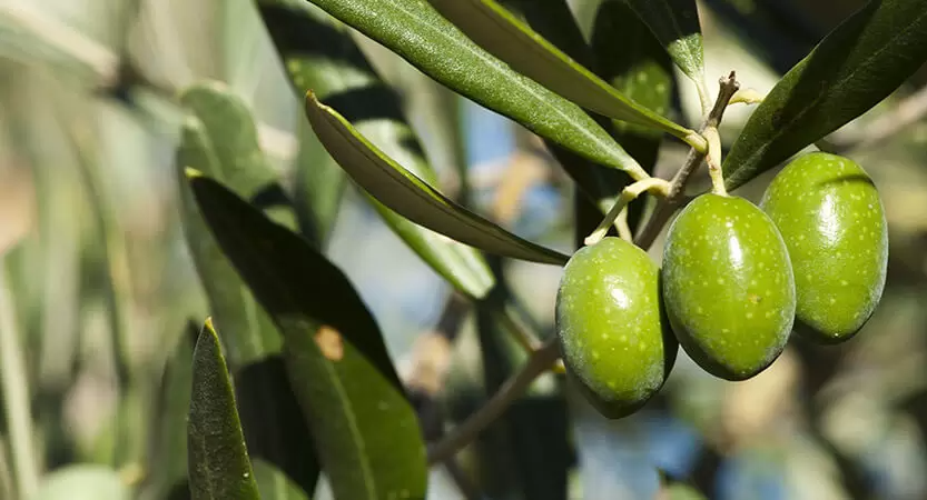 Meilleurs engrais pour oliviers