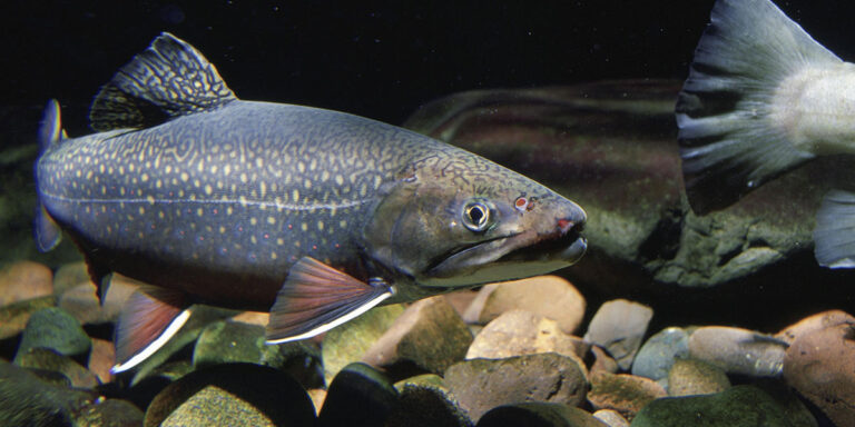 Meilleurs nourritures pour poissons
