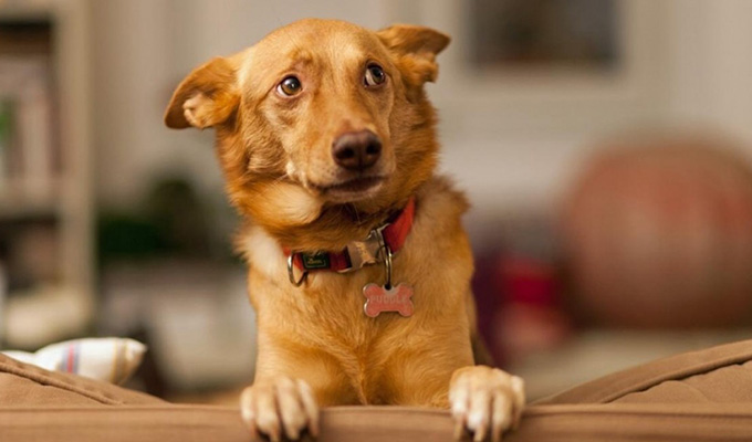 Meilleurs tranquillisants pour chiens